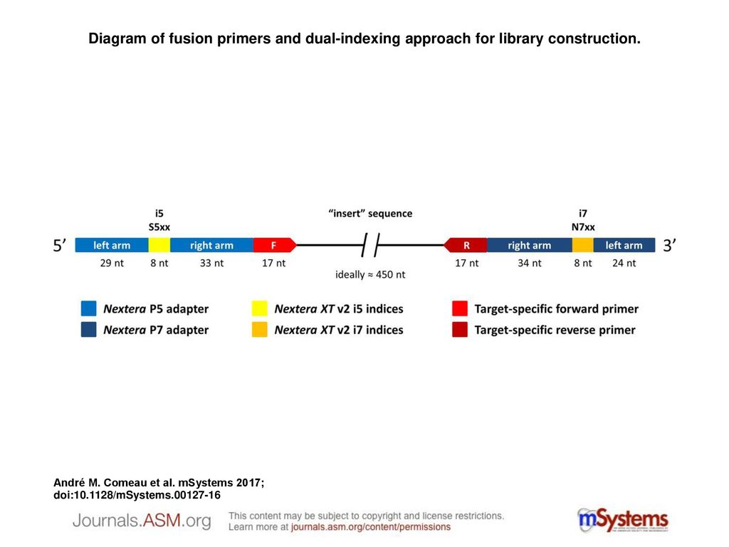 Diagram Of Fusion Primers And Dual Indexing Approach For Library